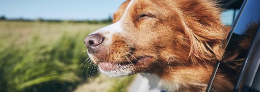 © Dog travel by car - Chalabala Der Hund als Beifahrer