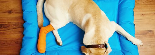© Hund mit gebrochenem Bein - Chalabala Das richtige Verhalten bei einem Haustierunfall