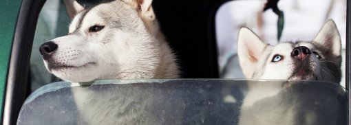 © Hunde im Auto - erika8213 Sommerhitze: Vorsicht bei Tieren im Fahrzeug