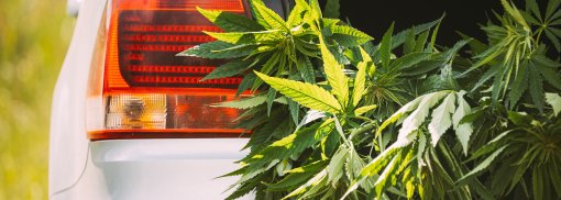 © Marihuana-Cannabisblätter im offenen Kofferraum - Great_bru Cannabis-Legalisierung und Autofahren