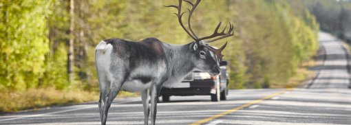 © Reindeer crossing a road in Finland. Finnish landscape. - ABBPhoto Wildwechsel: Schadensregulierung, Tipps und Präventionssysteme