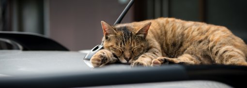 © Tokyo Shitamachi Yanaka Sleeping Cat - twenty20photos Wie man verhindert, dass Katzen es sich auf dem Auto gemütlich machen