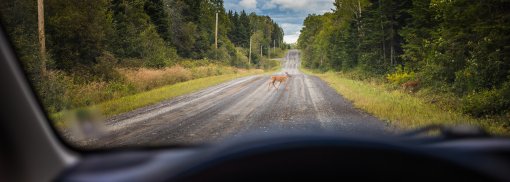 © two deers crossing the road in front of a car - aetb Richtiges Verhalten nach einem Wildunfall